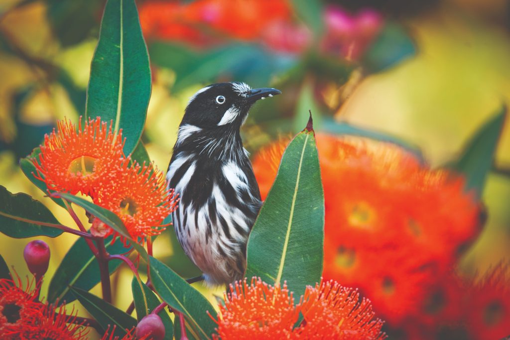 New Holland Honeyeater bird, black and white, small, sitting on the branch of a branch of a native tree with beautiful red flowers and green leaves.